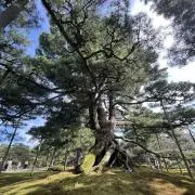 まつの画像