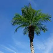 キキの画像