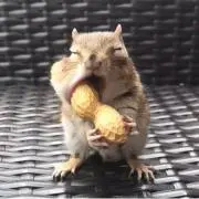 ハチの画像