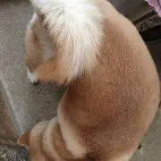 ゆでたまご