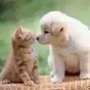 くりすけ