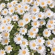 cococoaの画像