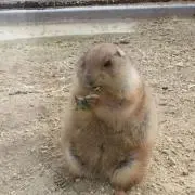 リオン