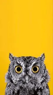 OWLの画像