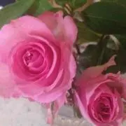 Rima