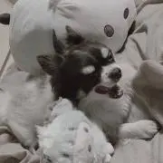 インキャ王
