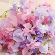 ちい⭐︎30%オフセール24時間以内発送の画像
