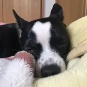 てこの画像