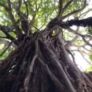 みつの画像