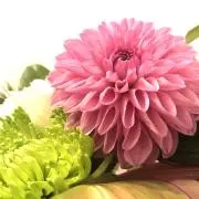 ナオの画像