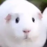 さやりょう