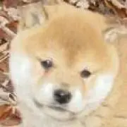 コロの画像