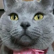 猫の画像