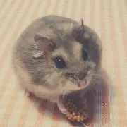 たまきぃの画像