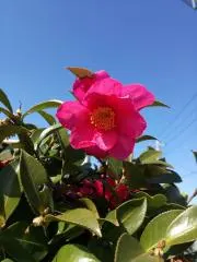 秋桜の画像