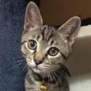 猫と月の画像