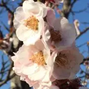 Sakuraの画像