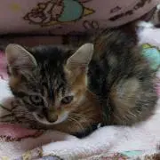 Gigiの画像