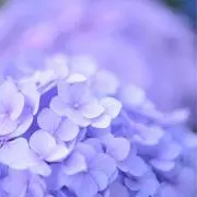 るなの画像