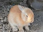 かほの画像