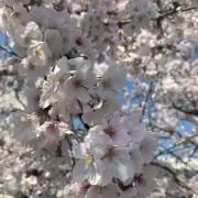 ゆき
