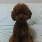 コラソンの画像