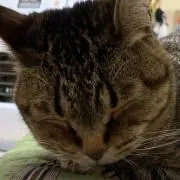ハヤの画像