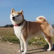ともの画像