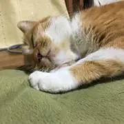 まちゃこ