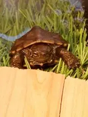 ひめうずら