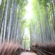 しゅークリームの画像