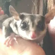 れーの画像