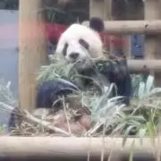 あっまーい醤油