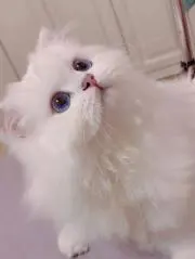 みあ