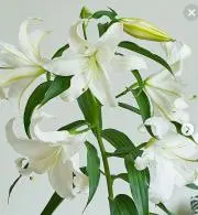 百合の花の画像