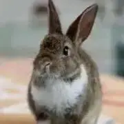かえでの画像