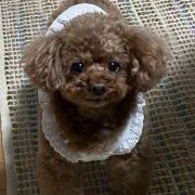 ミーコの画像