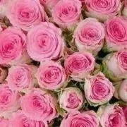 roseの画像