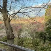 綾鷹の画像