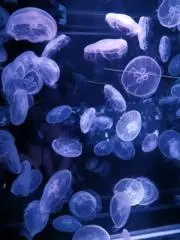 hf....‪·͜· ♡の画像