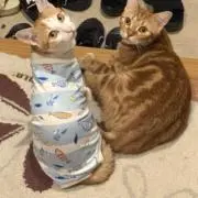 つかの画像