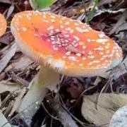 けっけの画像