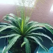 たにしの画像
