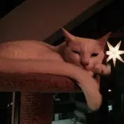 ねこまる(プロフご覧ください)の画像