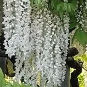 ノンタンの画像