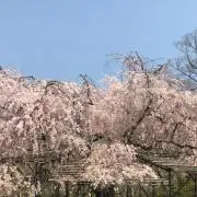 さくらの画像