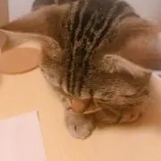 Yuの画像
