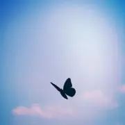 regalo