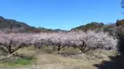 瑞葵の画像