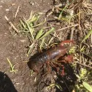 アメリカザリガニの画像